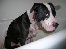 Nova Lei para Protecção dos Animais em Portugal